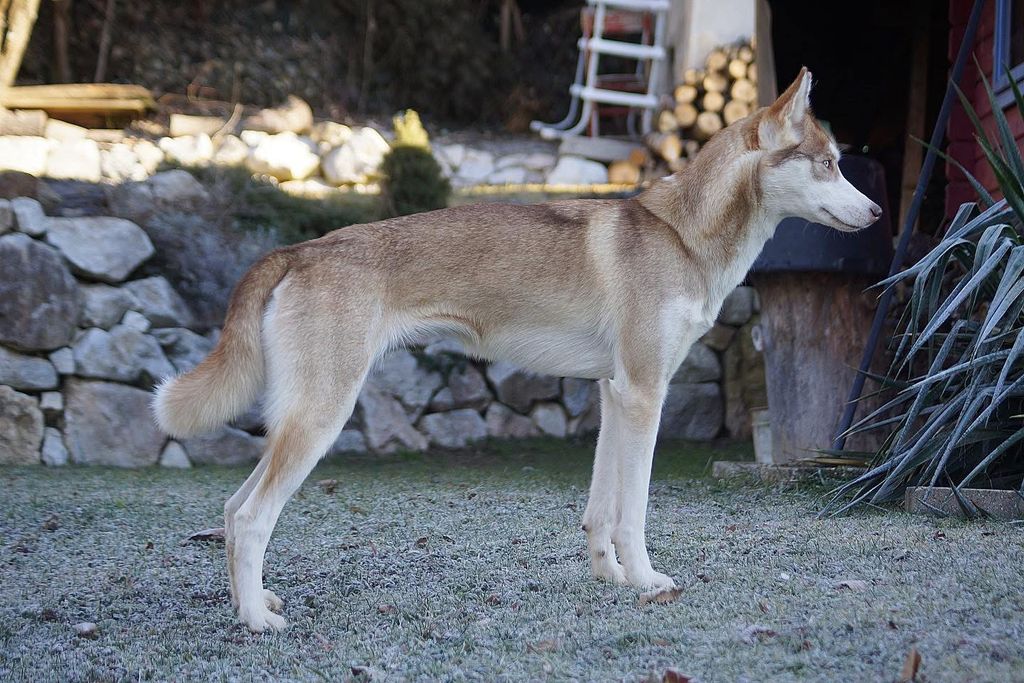 Photo of Hilani of Countenwood