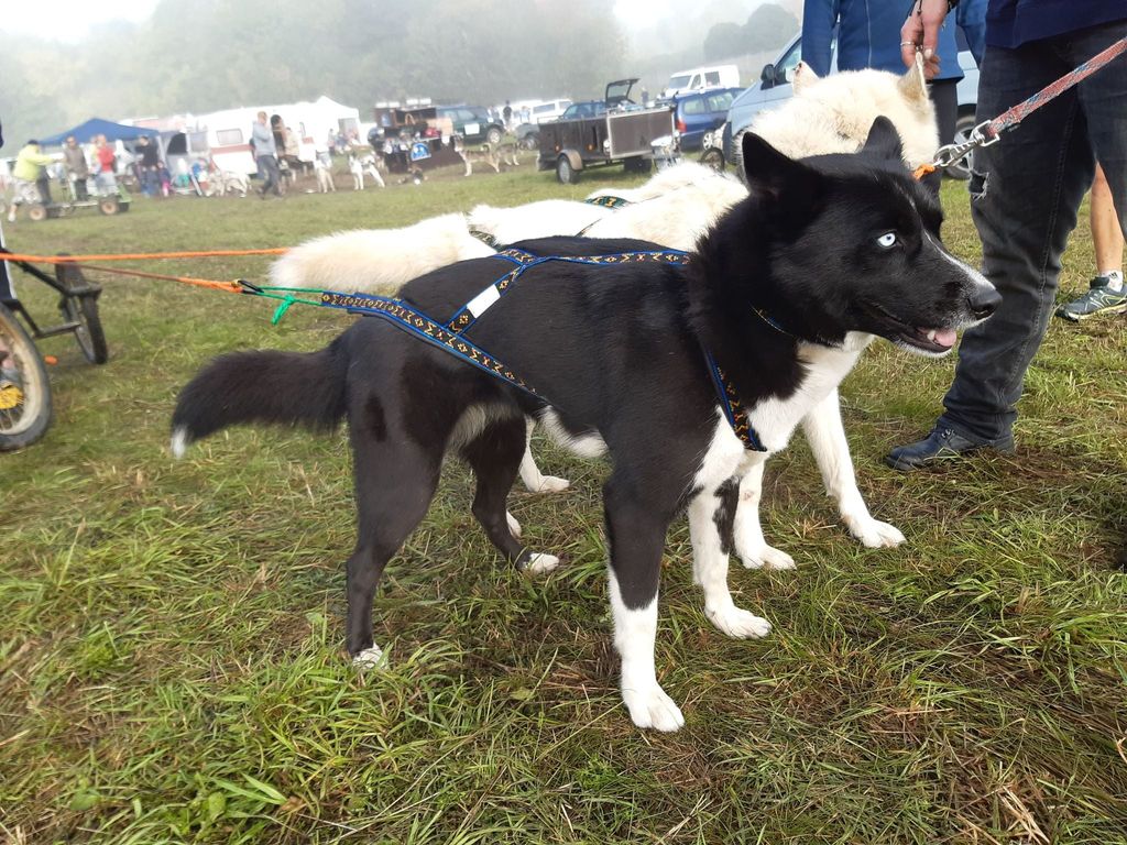 Photo of BLACK BETTY Dark Illusion