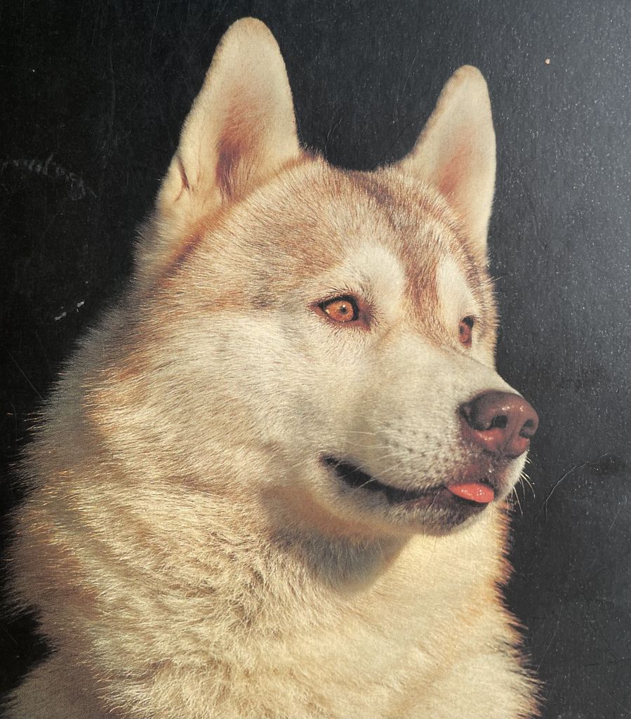 Photo of Simoki’s Quismo