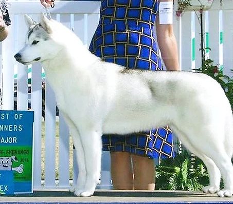 Photo of Huskavarna’s Furever Dreamin’ Diamonds
