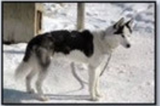 Photo of Alaskan’s Cowboy Of Anadyr