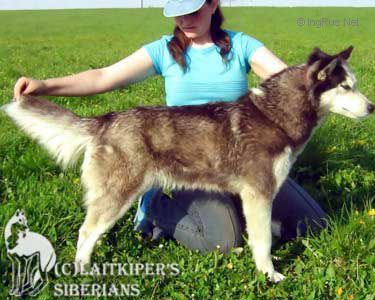 Photo of Laitkiper’s G’Dara