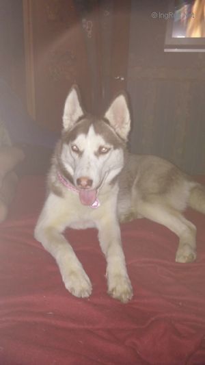 Photo of Cezarina