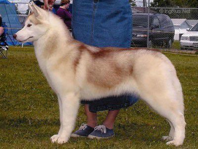 Photo of Nanook’s Repeat Performance