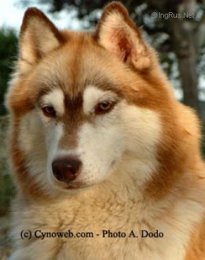 Photo of Innisfree’s Fox Saphaire