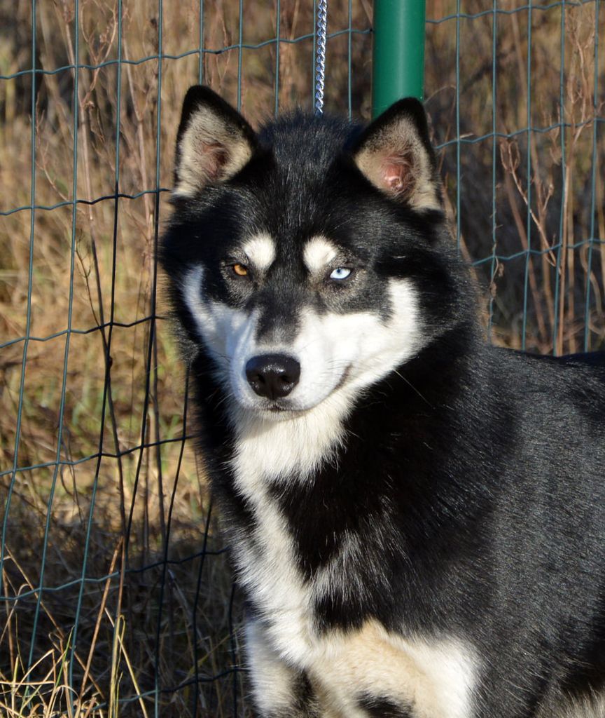 Photo of YORIKO Anana Amarok