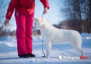 Photo of Severnaya Luna Pervii Sneg