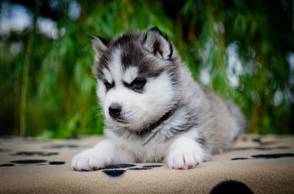 Photo of Wolf Leader Attractive Lars
