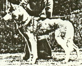 Photo of Kelsons Ginger