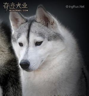 Photo of Ailsa Of Jia Yuan