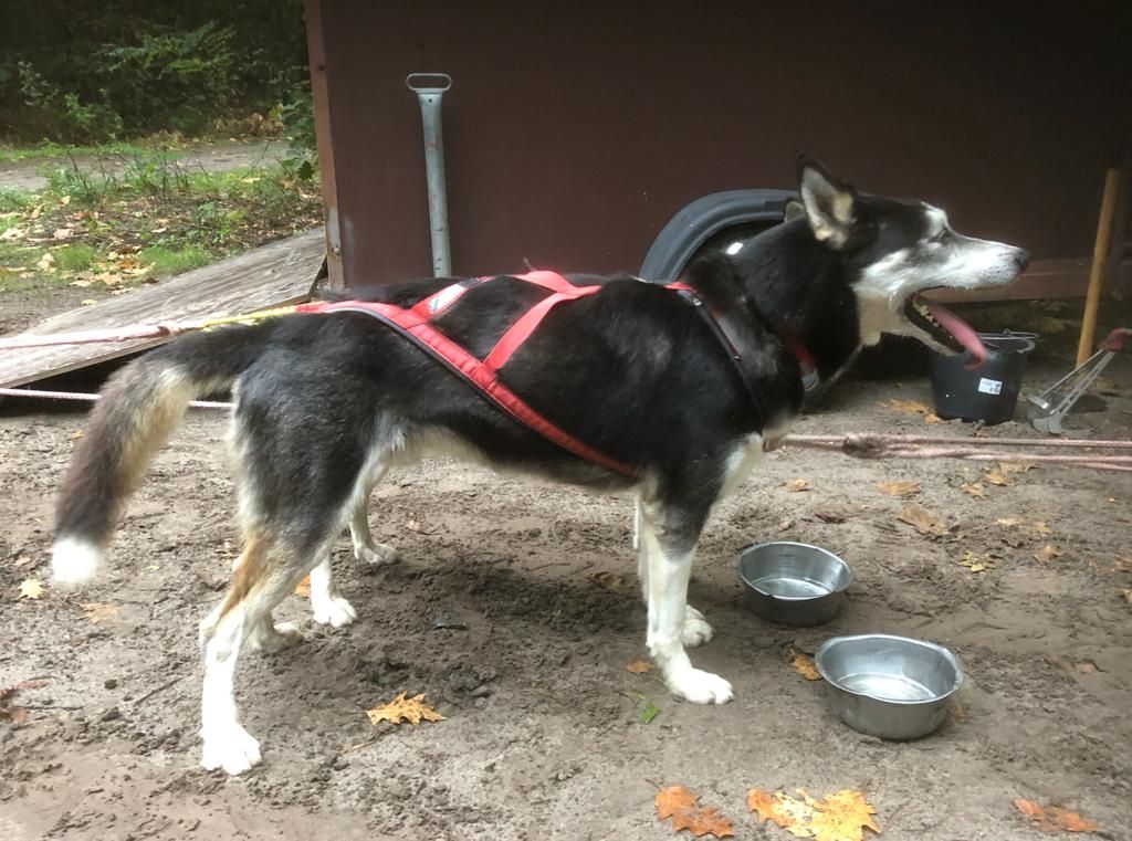 Photo of Moosloch Mushers Extasy
