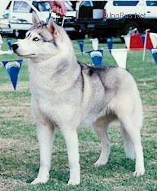 Photo of Foxfire Zandalee of Klondyk
