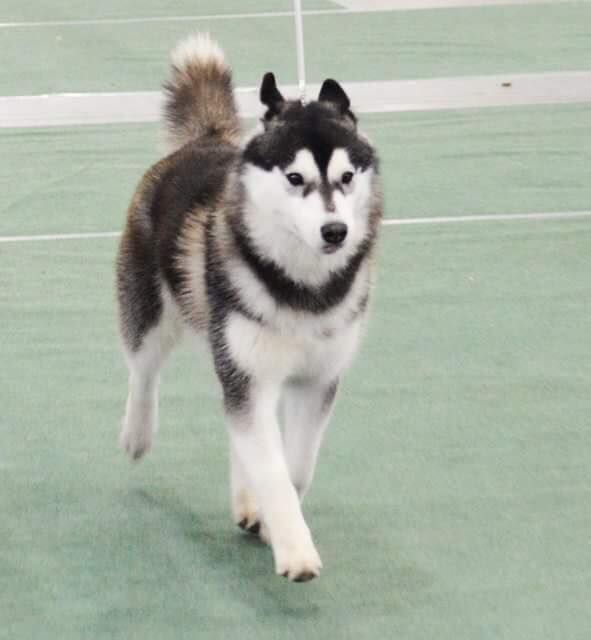 Photo of Ara Millenium Arctic Star