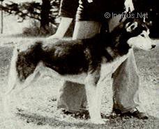 Photo of Nakoo Amahok Of Anadyr