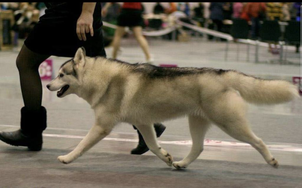Photo of Snowmist’s Ole