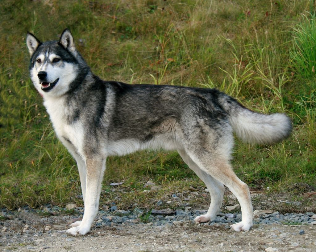 Photo of Ylajärvis Vargtass