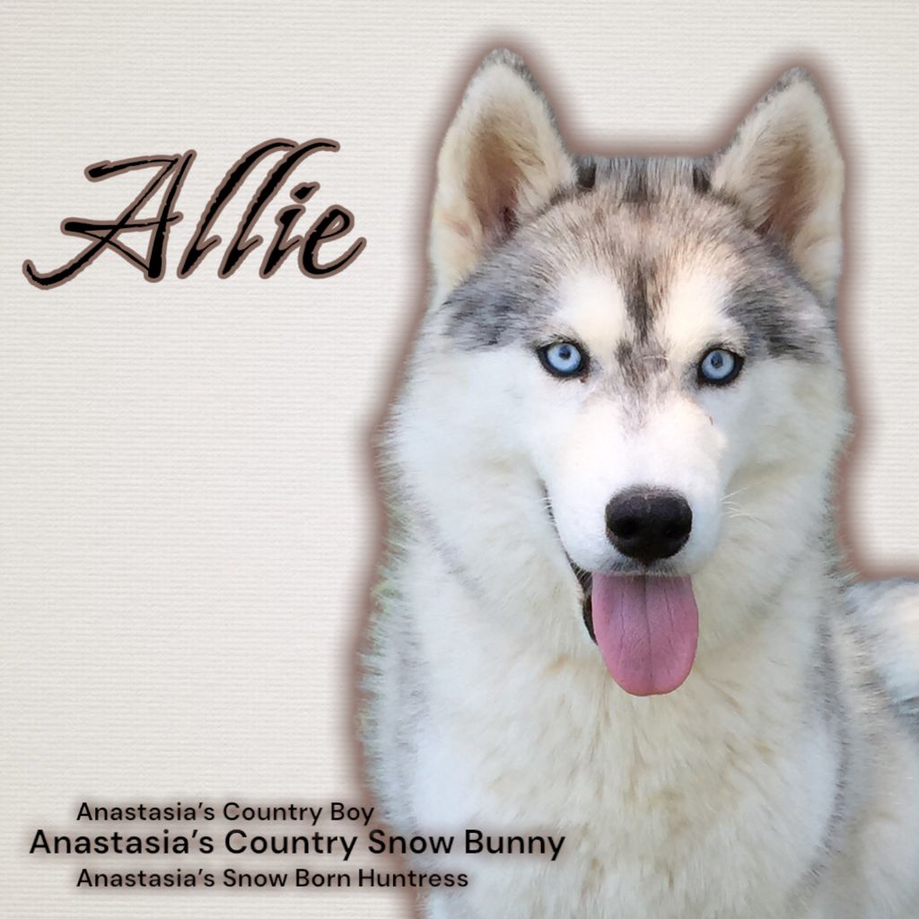 Photo of Anastasia’s Country Snow Bunny
