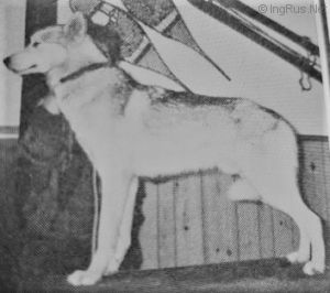 Photo of Kodiak’s Flyer the Second