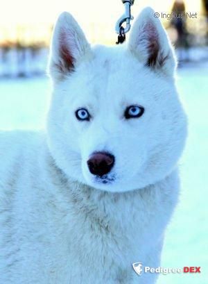 Photo of Vis Antares Jezabel Irida For Snow Shade