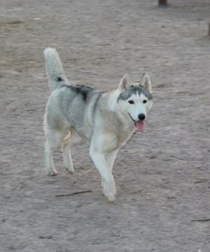 Photo of Arctic Magic Ceilonian Princess