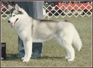 Photo of Quicksilver del Rio Manso
