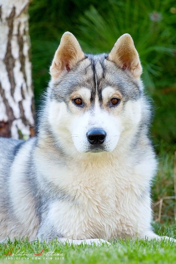 Photo of Siberian Miracle Josh Treasure