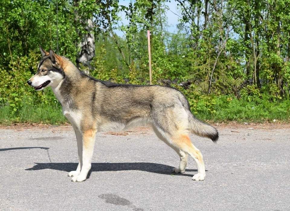 Photo of Sheza Classic Fierce Fell