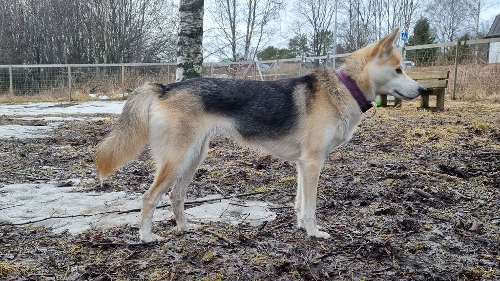Photo of Jääkiteen Jylhä