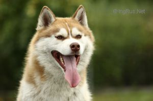 Photo of Siberian Grace Idial Men