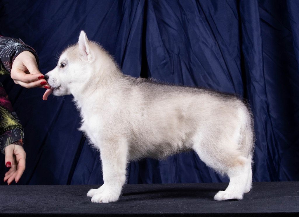 Photo of Husquisher Gala Dali