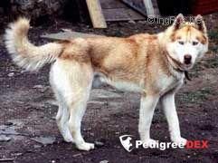 Photo of Des-Mar's Sunny