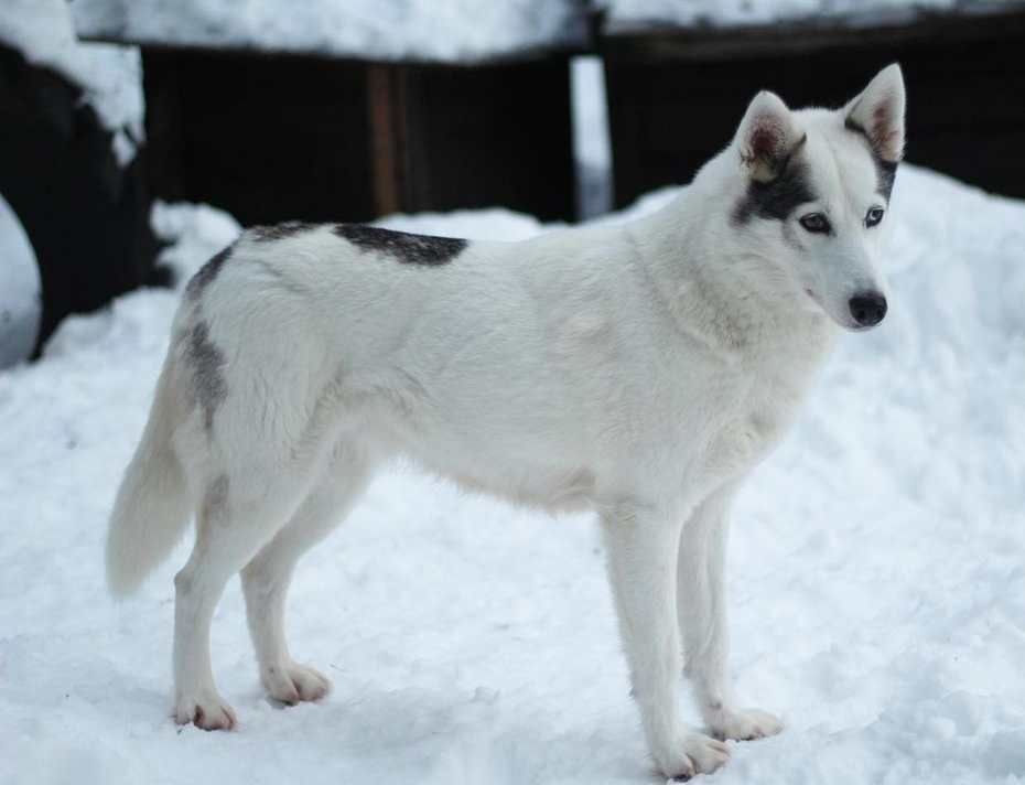 Photo of Fenrisulven Grimhild
