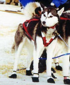 Photo of Alaskan’s Anja Of Anadyr
