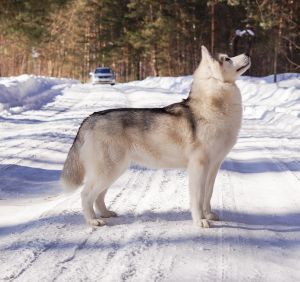 Photo of Husky Haven Yaroslavna