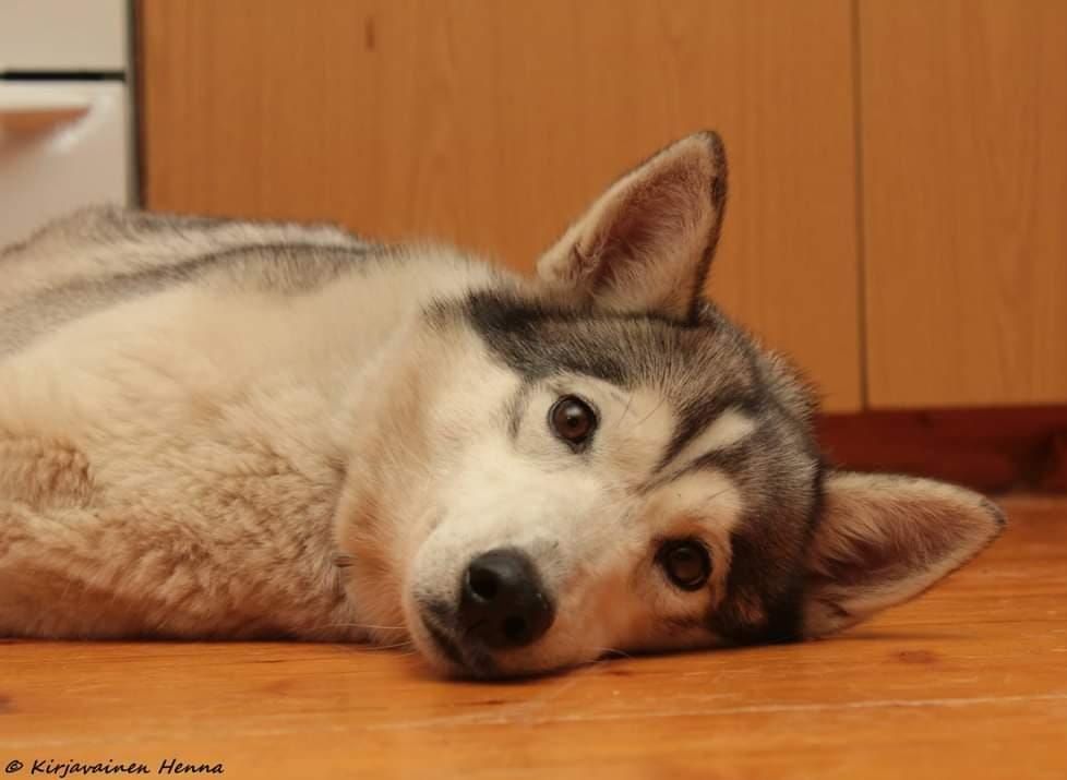 Photo of Kefeus Wolf Moon Alva