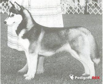Photo of Cadohi’s Wake Up Little Suzi