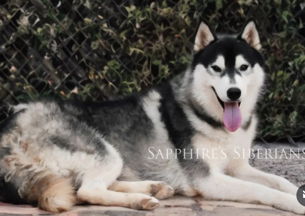 Photo of Saransky´s Salvatore