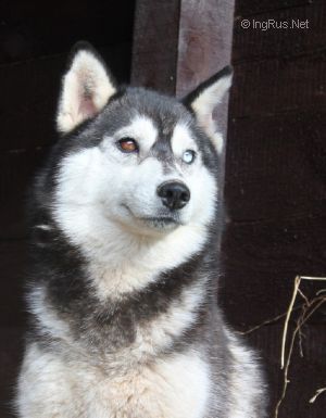 Photo of Frezja Eskimoski Domek
