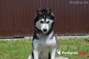 Photo of Volantis Volli Beatris Dark