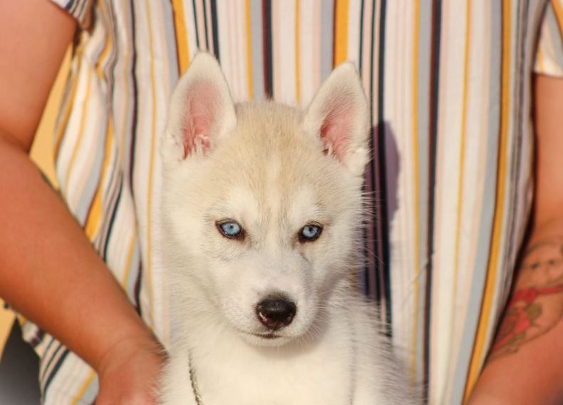 Photo of white holw's old-fashioned Loverboy