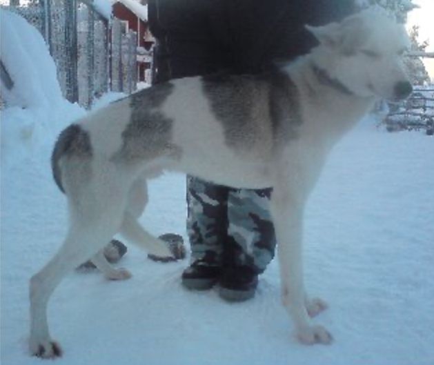 Photo of Fugitive’s With Wolf Tribe’s Fjant