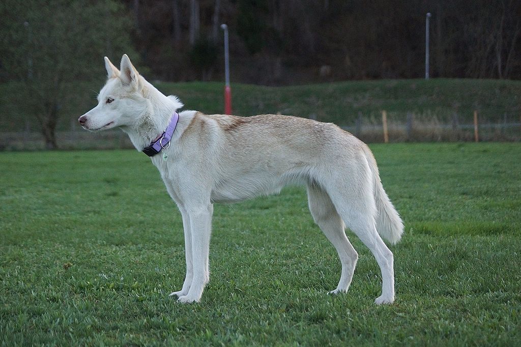 Photo of Galeja of Countenwood