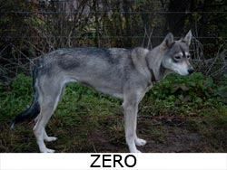 Photo of Run Before Beauty’s Zero