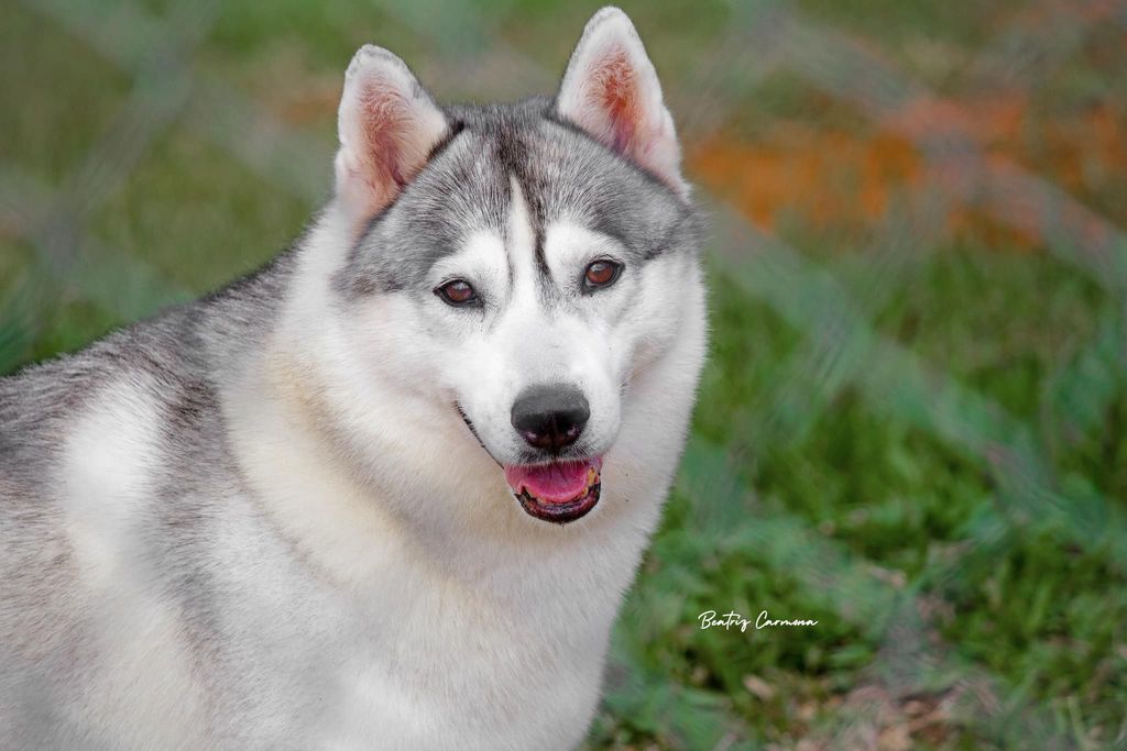 Photo of Jack’s Wolfpack Luna Lovegood