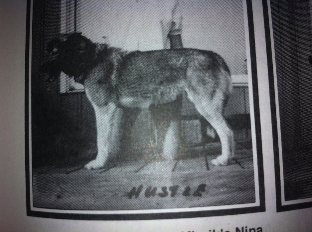 Photo of Lokiboden’s Hustle