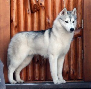 Photo of Husky Haven Age Of Reason