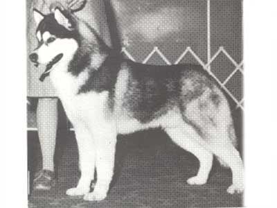 Photo of Karchu’s Sierra Sundance