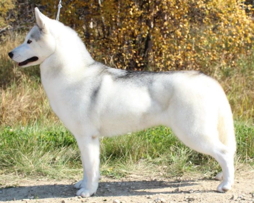Photo of Nanook’s Glisten Of The Sun