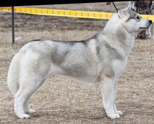 Photo of Red East Rising Star