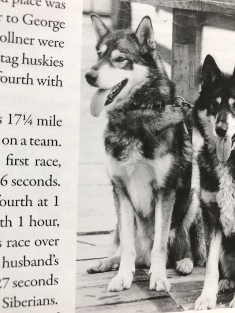 Photo of Smoky (Unknown)